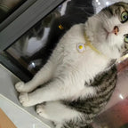 Pet Collar Candy Color Avocado Pendant Cat and Dog Safety Necklace Amagi